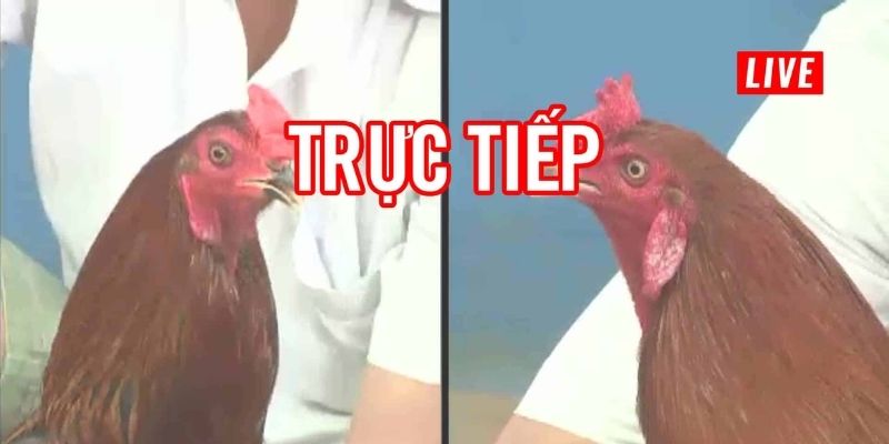 Đá gà trực tiếp gà chọi